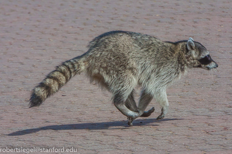 mother raccoon